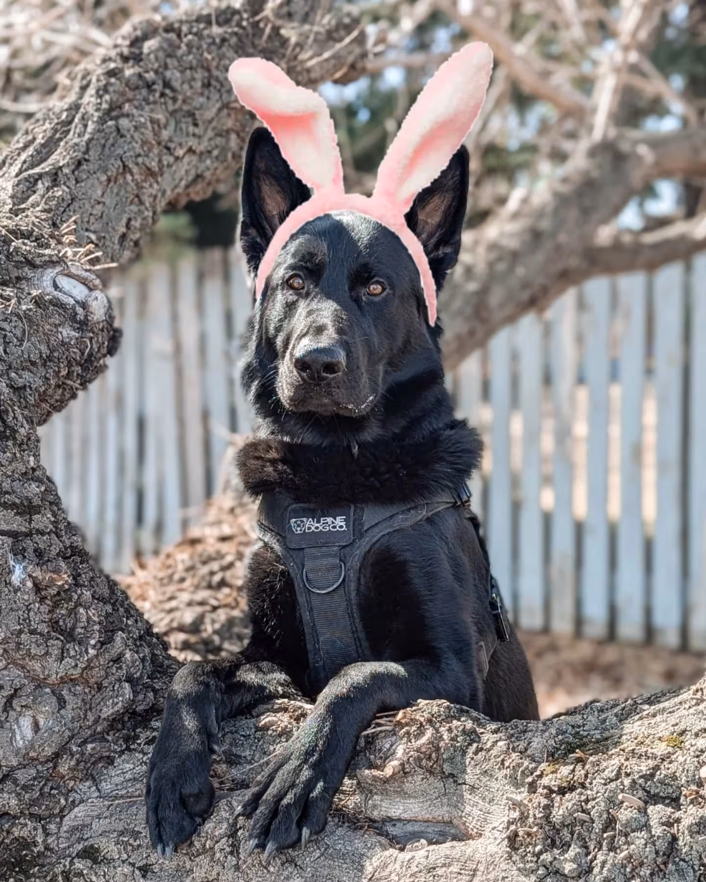 Dog enjoying life in Canine Compassion GP's care