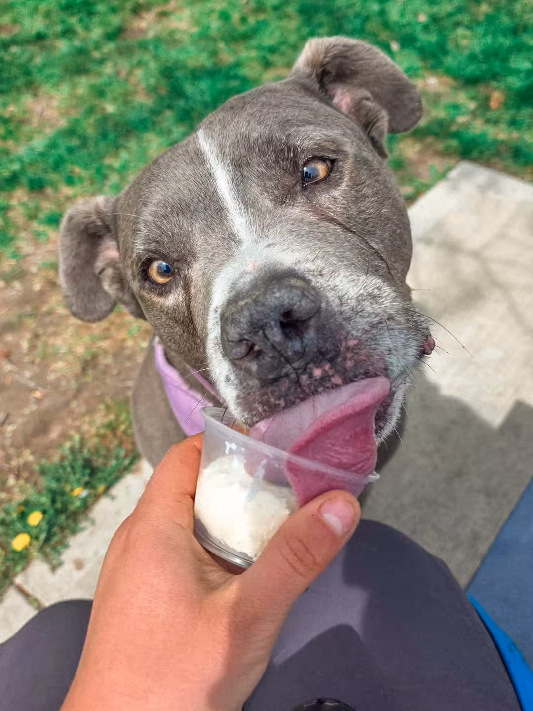 Dog enjoying life in Canine Compassion GP's care
