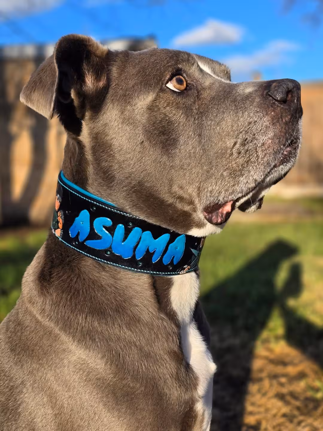 Dog enjoying life in Canine Compassion GP's care