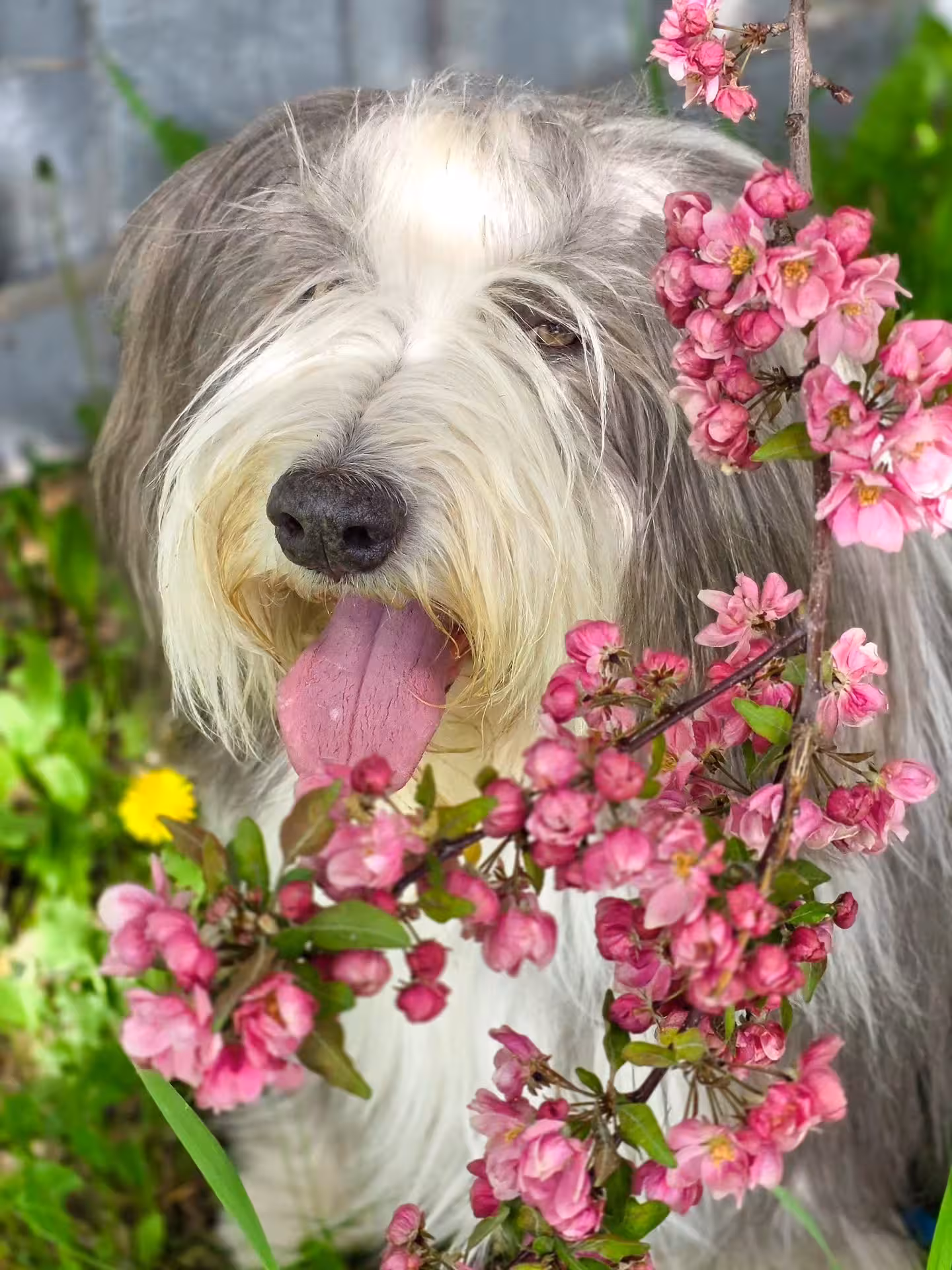 Dog enjoying life in Canine Compassion GP's care