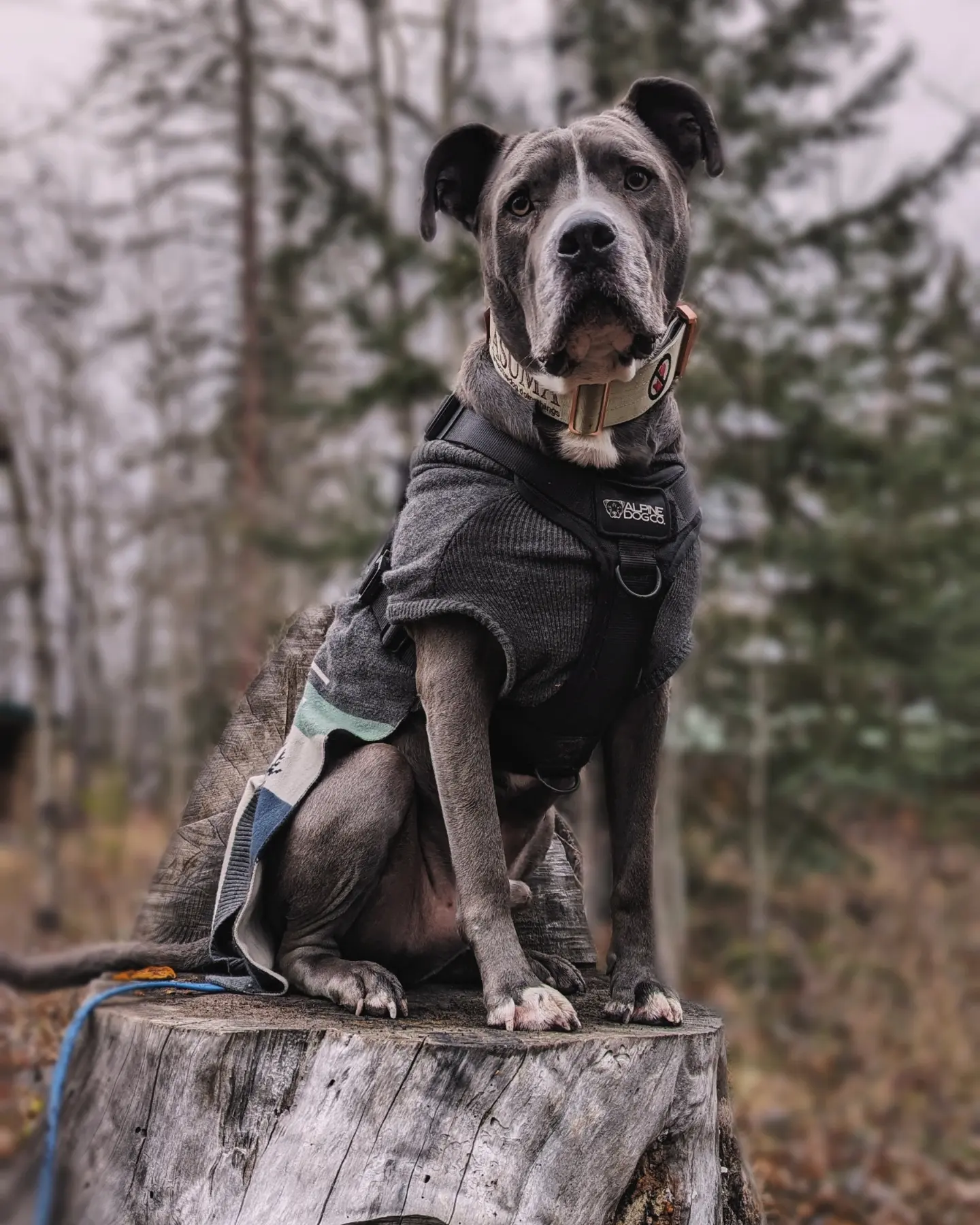 Asuma, a blue-nose bully dog