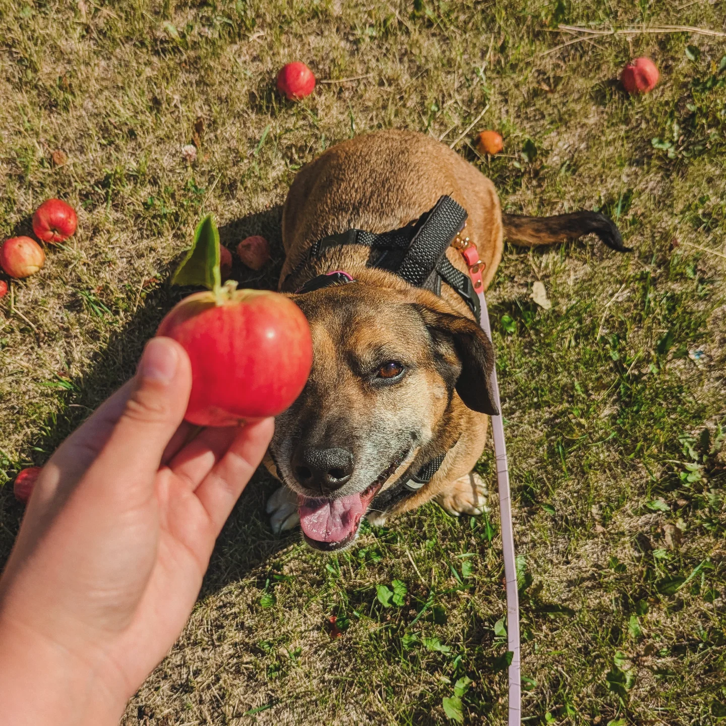 k9 scent sports